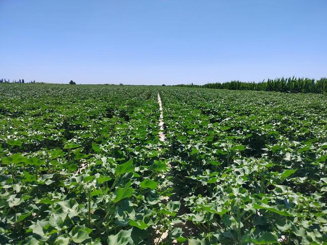 胺鲜酯的四大害处(图1)