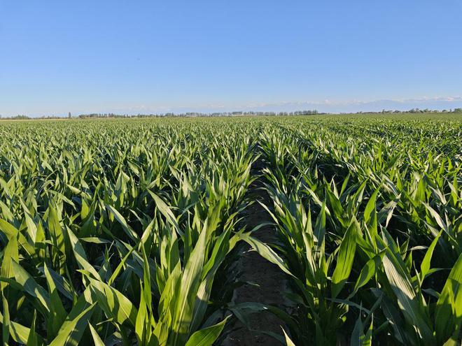 胺鲜酯的四大害处(图3)