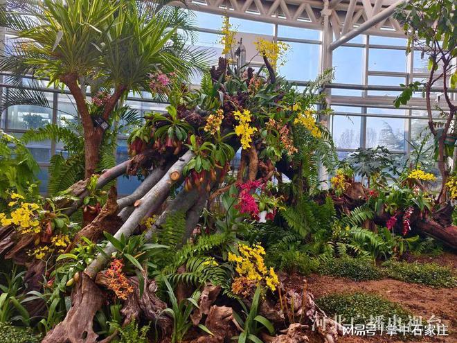 开云电竞网站:腊月二十九！2025年植物园新春花展4万余株植物、花卉惊艳亮相(图2)