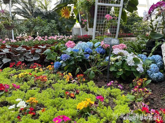 开云电竞网站:腊月二十九！2025年植物园新春花展4万余株植物、花卉惊艳亮相(图1)
