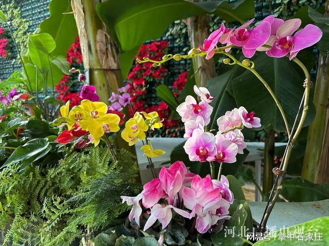 开云电竞网站:腊月二十九！2025年植物园新春花展4万余株植物、花卉惊艳亮相(图3)