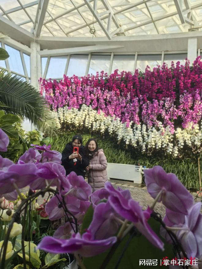 开云电竞网站:腊月二十九！2025年植物园新春花展4万余株植物、花卉惊艳亮相(图4)