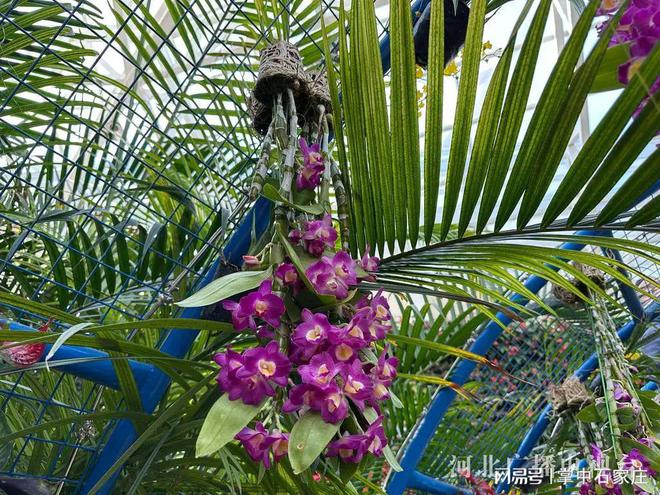 开云电竞网站:腊月二十九！2025年植物园新春花展4万余株植物、花卉惊艳亮相(图7)