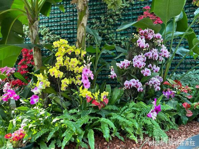 开云电竞网站:腊月二十九！2025年植物园新春花展4万余株植物、花卉惊艳亮相(图6)