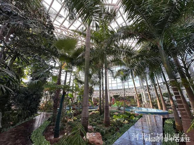 开云电竞网站:腊月二十九！2025年植物园新春花展4万余株植物、花卉惊艳亮相(图5)