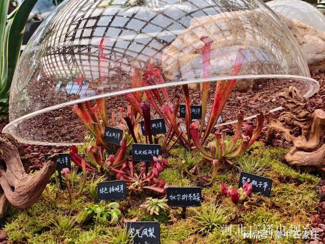开云电竞网站:腊月二十九！2025年植物园新春花展4万余株植物、花卉惊艳亮相(图8)