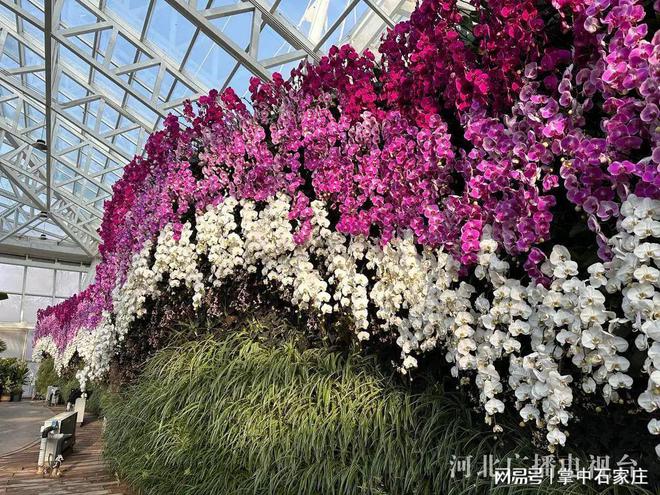 开云电竞网站:腊月二十九！2025年植物园新春花展4万余株植物、花卉惊艳亮相(图9)