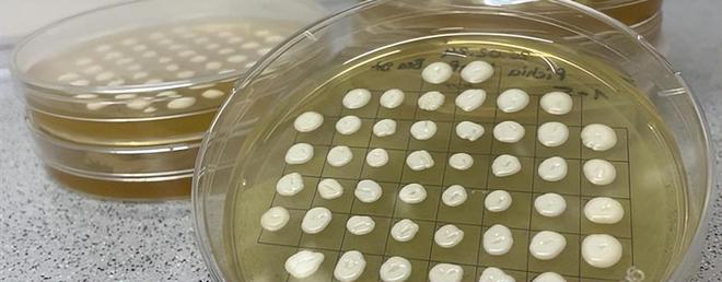 开云电竞入口:新原料资讯量子高科首款HMOs（2-FL）获卫健委批准等(图3)