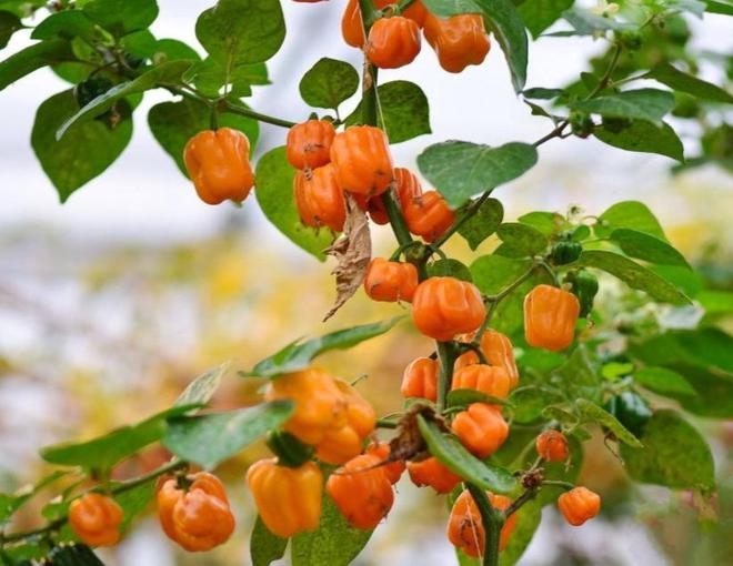 开云电竞入口:卖“草”发家的海南小伙:仅用4年年入4000万带1千户农民致富(图3)