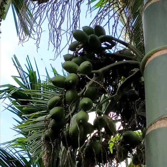 开云电竞入口:卖“草”发家的海南小伙:仅用4年年入4000万带1千户农民致富(图11)