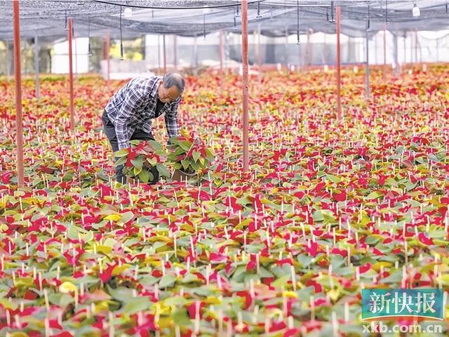 开云电竞:广东人过年必买的年桔涨价了(图4)