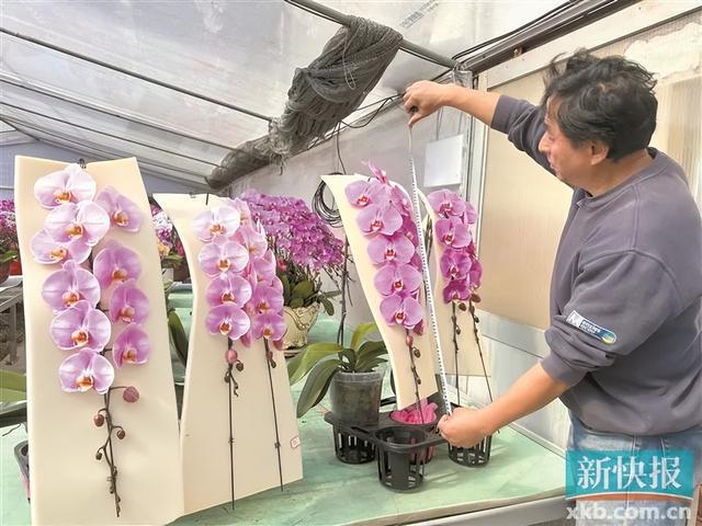 开云电竞:广东人过年必买的年桔涨价了(图3)