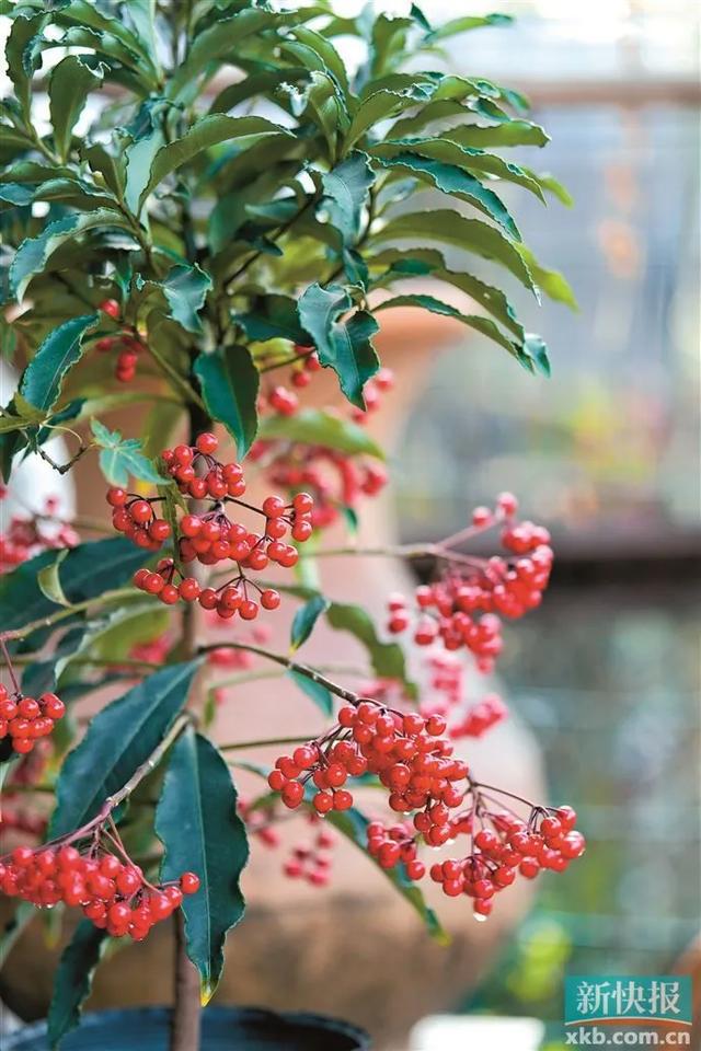 开云电竞:广东人过年必买的年桔涨价了(图5)