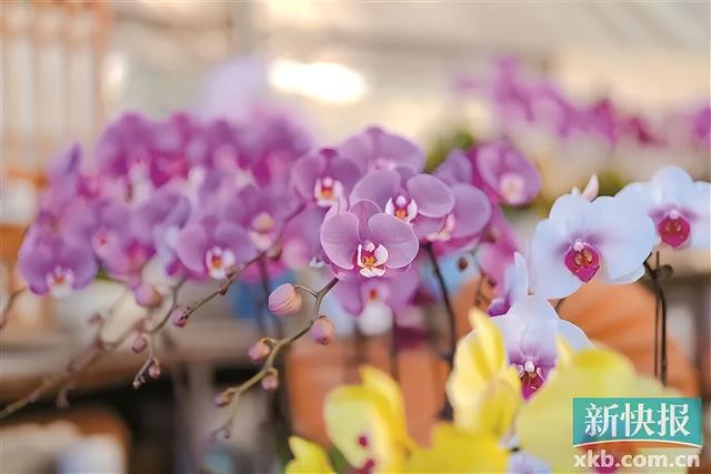 开云电竞:广东人过年必买的年桔涨价了(图2)