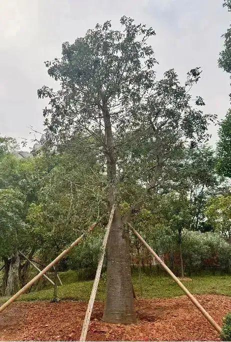 kaiyun开云电竞:即将开园!广州这个可以空中俯瞰的植物园要来了!镇园之宝是(图4)