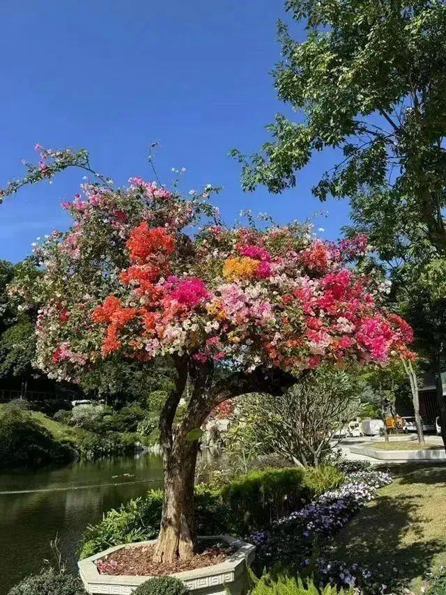 kaiyun开云电竞:即将开园!广州这个可以空中俯瞰的植物园要来了!镇园之宝是(图3)