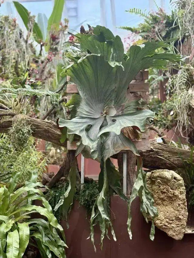 kaiyun开云电竞:即将开园!广州这个可以空中俯瞰的植物园要来了!镇园之宝是(图2)