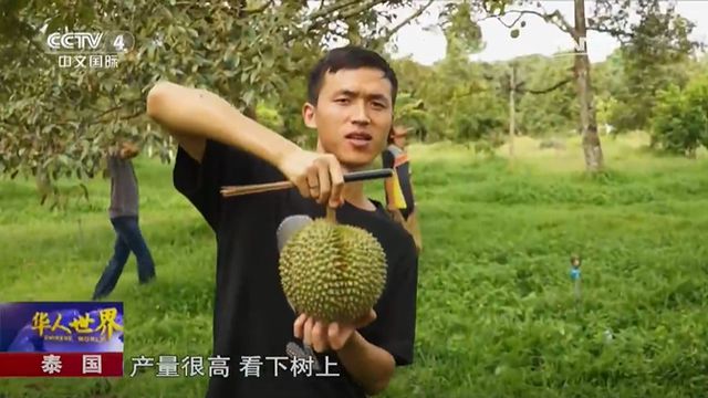 中国年轻人开始用AI在东南亚种榴莲(图5)