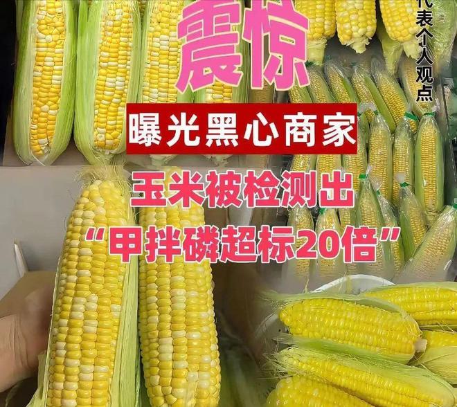 开云电竞“僵尸玉米”背后的食品安全危机黑幕曝光令人愤怒(图4)