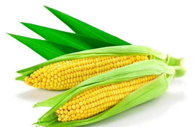 开云电竞“僵尸玉米”背后的食品安全危机黑幕曝光令人愤怒(图6)