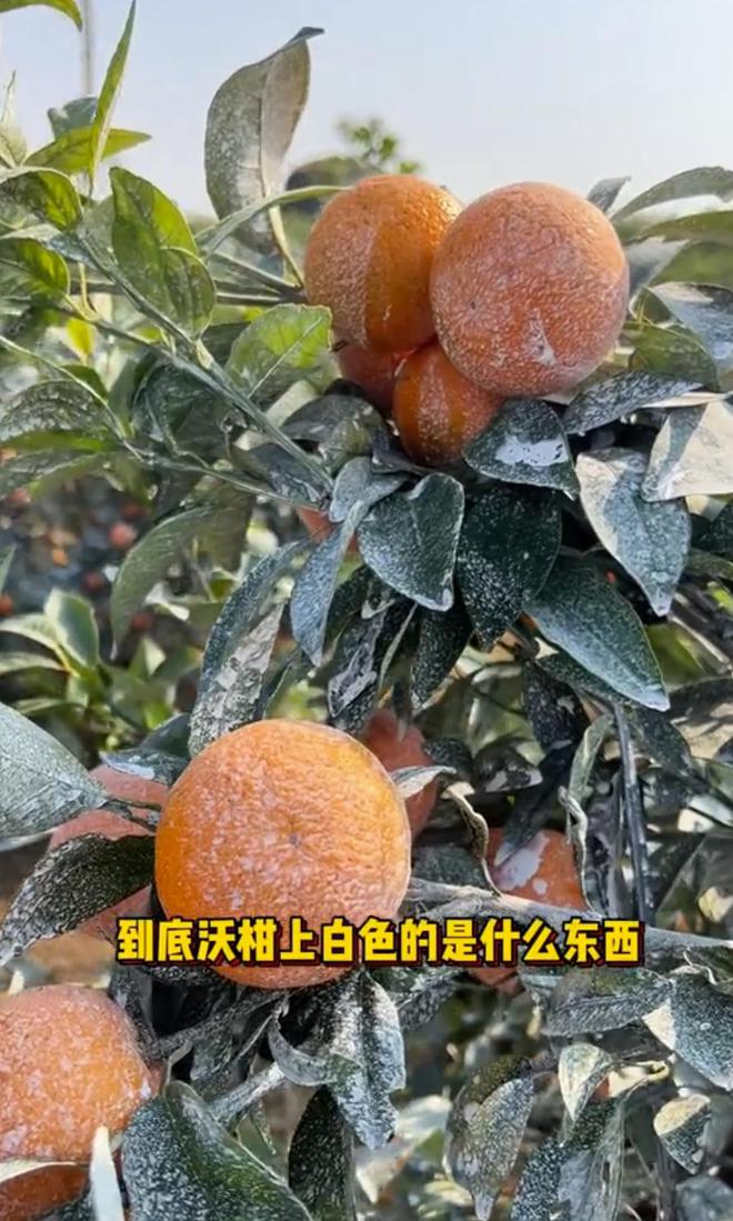 开云电竞入口:为什么现在市场上的水果都那么好看？是加了什么“狠活”吗？(图8)