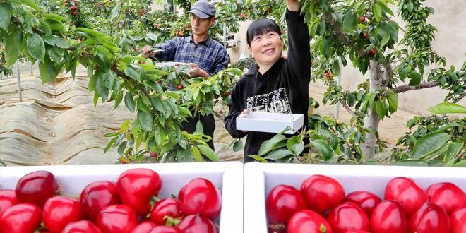 大连樱桃北京上市4J级批发价150元斤国产樱桃竟比进口的还贵(图7)