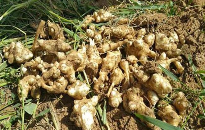 开云电竞欧美花50万难根除！到了中国成农民“致富经”入药又当菜！(图4)