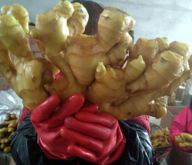 开云电竞欧美花50万难根除！到了中国成农民“致富经”入药又当菜！(图6)