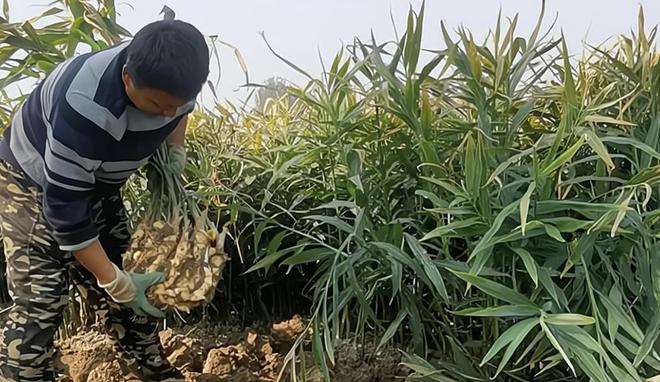 开云电竞欧美花50万难根除！到了中国成农民“致富经”入药又当菜！(图9)