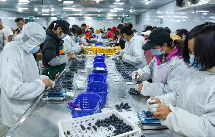 开云电竞网站:解码“中国新特产”丨新华深读(图12)