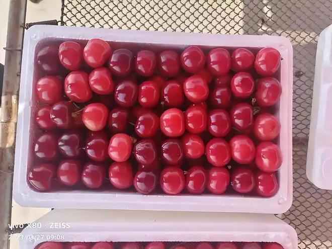 美国、智利、加拿大的车开云电竞厘子海运一个月才到中国为啥不会腐烂(图2)