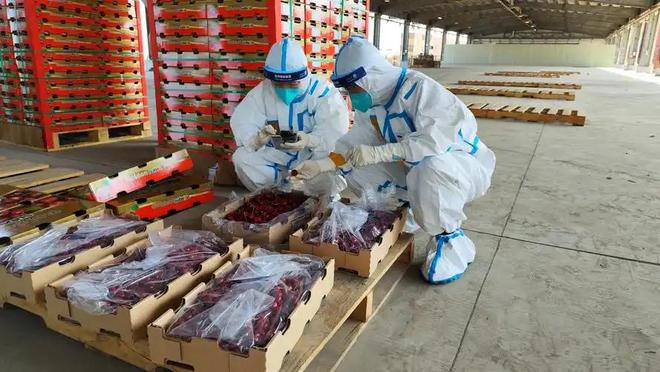 美国、智利、加拿大的车开云电竞厘子海运一个月才到中国为啥不会腐烂(图8)