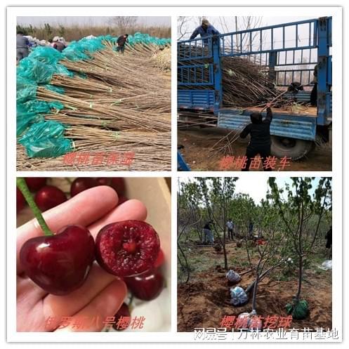 开云电竞:掌握樱桃授粉技巧让早甘阳樱桃苗结出好果(图2)