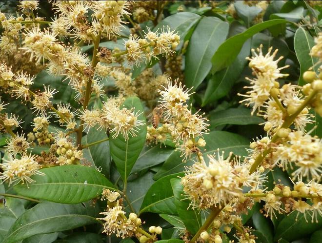 kaiyun开云电竞:龙眼什么时候开花(图2)