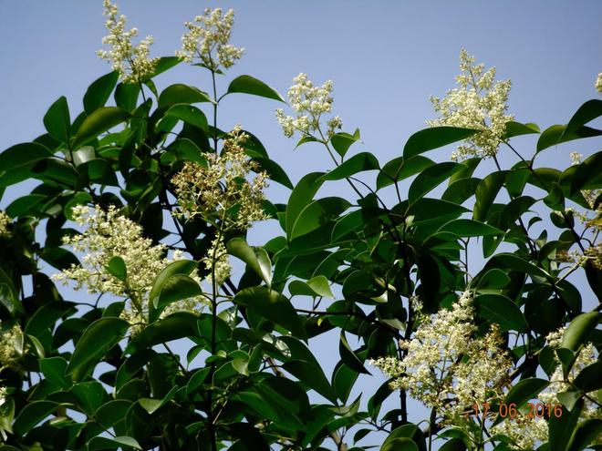 kaiyun开云电竞:龙眼什么时候开花(图3)