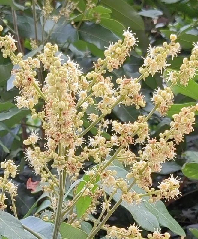 kaiyun开云电竞:龙眼什么时候开花(图5)