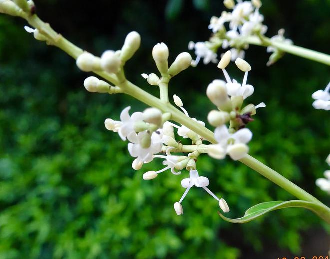 kaiyun开云电竞:龙眼什么时候开花(图4)