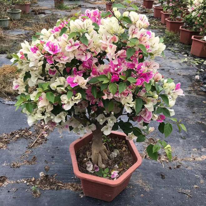 kaiyun开云电竞:三角梅花语象征与寓意(图3)