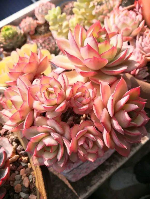 开云电竞入口:多肉花友开始退坑了很多人不养多肉了什么原因导致的？(图2)