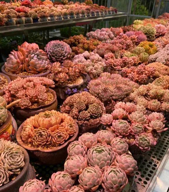 开云电竞入口:多肉花友开始退坑了很多人不养多肉了什么原因导致的？(图7)