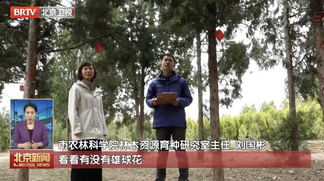 治理圆柏花粉北京使出“杀手锏”！(图2)