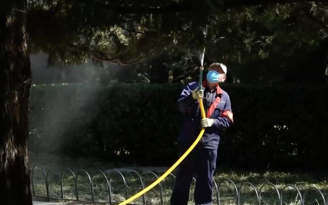 治理圆柏花粉北京使出“杀手锏”！(图3)