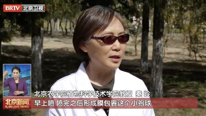 治理圆柏花粉北京使出“杀手锏”！(图5)