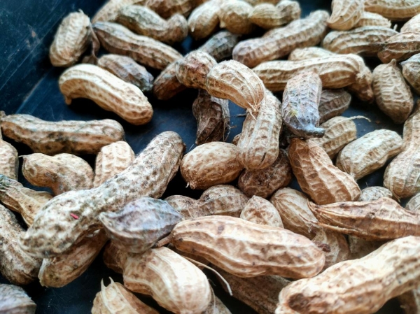 开云电竞入口:163名肿瘤专家已证实：花生和癌症、糖尿病之间竟有这层关系(图5)