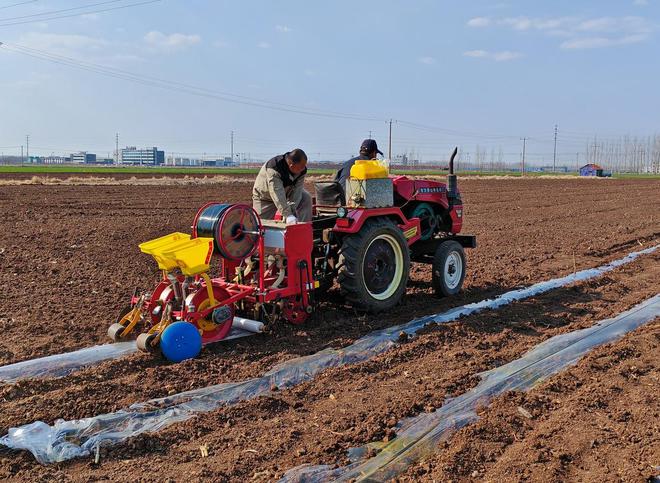 潍坊诸城:黑玉米变成农民“致富宝”(图3)