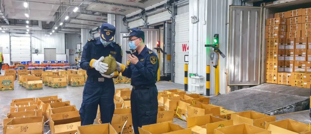 已到1600吨！“果中贵族开云电竞”马上降价？(图3)