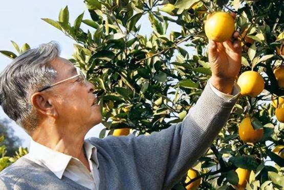 开云电竞19年“烟草大王”褚时健去世墓地造价超百万总面积达一亩(图17)