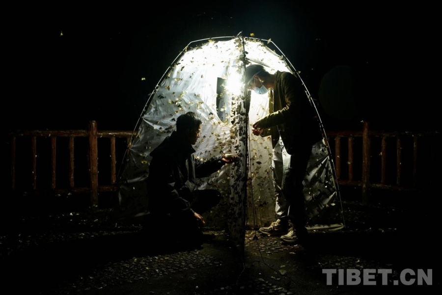 开云电竞网站:西藏科技工作者达娃：深耕高原昆虫生态研究(图3)