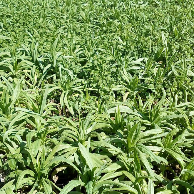 贡菜种植时机解析：把握黄金种植开云电竞期(图2)