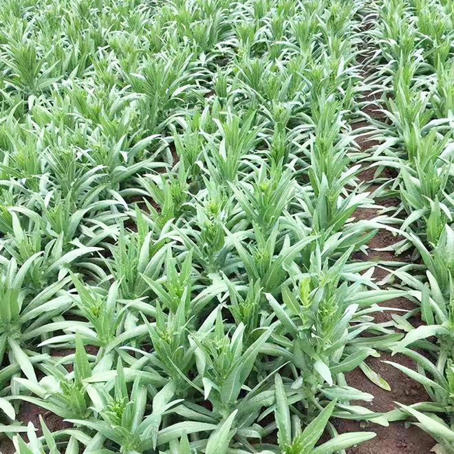 贡菜种植时机解析:把握黄金种植开云电竞期